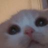 cats1