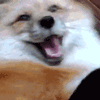 fox_yay