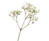 awc_flowers