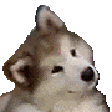 ConfusedDog
