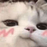 cat_cute_ehid