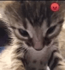 7924madcatstickersgg