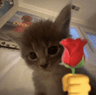 CatsRizz