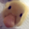 duckstare