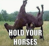 holdyahorsies