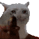 catgun