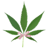 79469coquetteweed