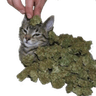 3133weedcat