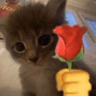 kitty_rose
