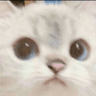 MoggySideEye