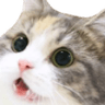 MoggyShook
