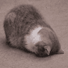 MoggySplat