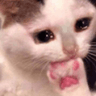 MoggyWorry