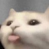 MoggyBleh
