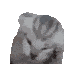 CatVoices