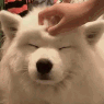 PatPuppy