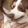 ShockPuppy