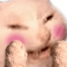 MoggyBlush