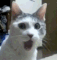 CatSurprised
