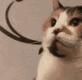 CatFlip