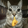 cat_shhhh