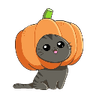 10567pumpkincat
