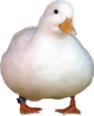 cute_duck