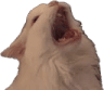cat_screaming