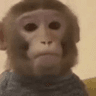monkey
