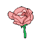 Pink_rose_bloom
