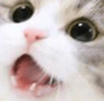 catwhoa