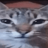 starecat