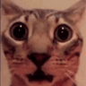 wtf