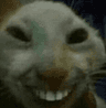 3058catwithteeth