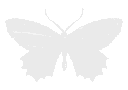 TES_butterfly_white