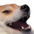 kekdog