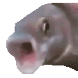 pogfish
