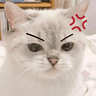 catmad