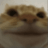 funny_cat