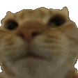 NOCAT