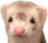 7784ferretstare3703424629