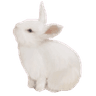 abunny2