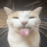 goofycat