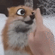 fox_Boop