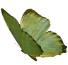 g_butterfly2