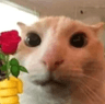 rosecat