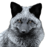 silverfoxremovebgpreview_1_optim
