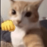 Gato_Punch