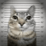 Gato_pendejo