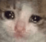 sadcat